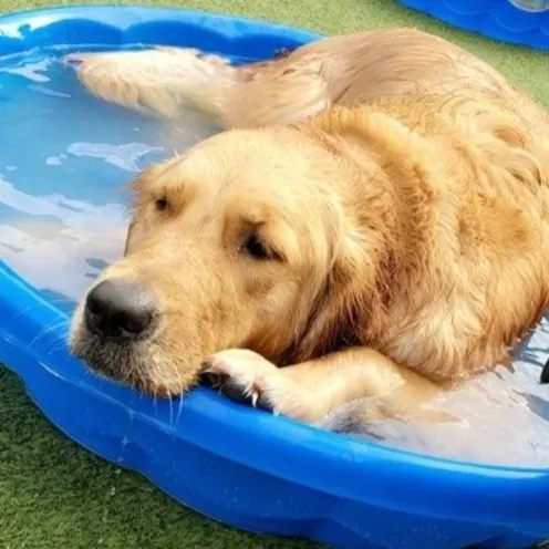 Dog lounging in pool.